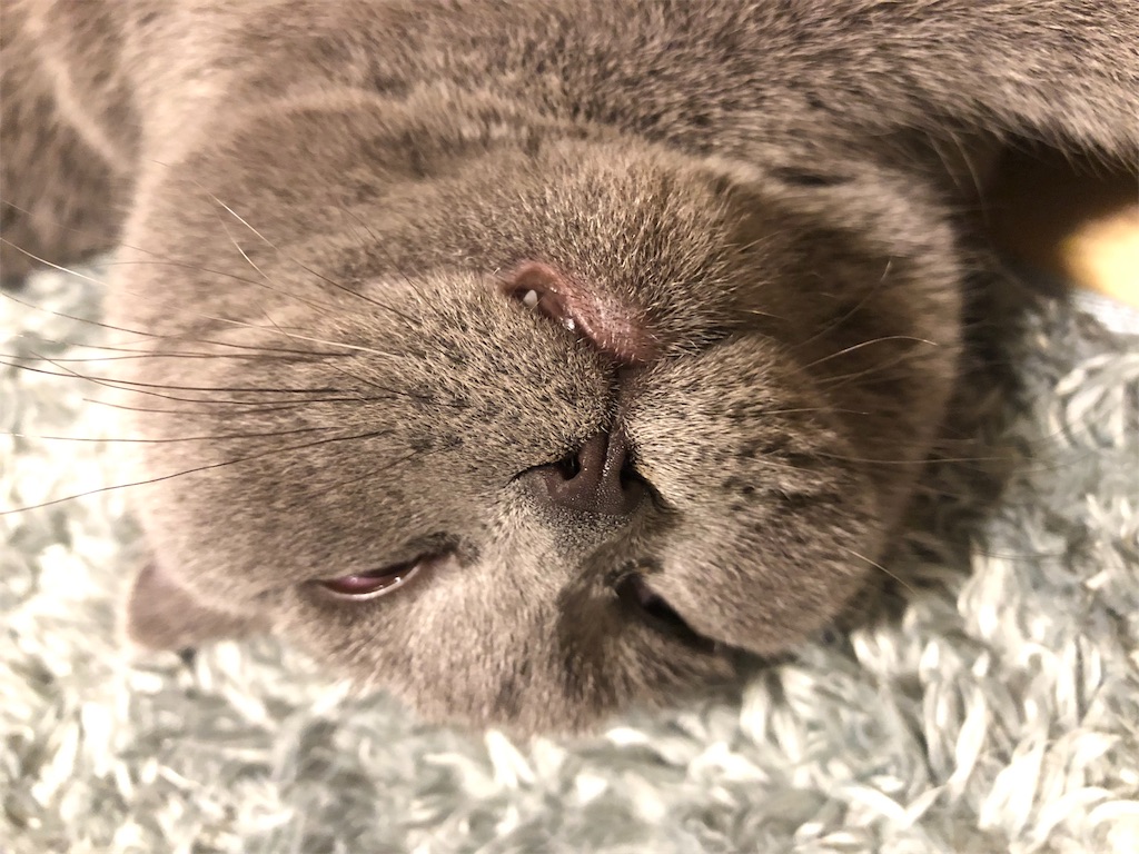 f:id:parrot624:20190531091444j:image
