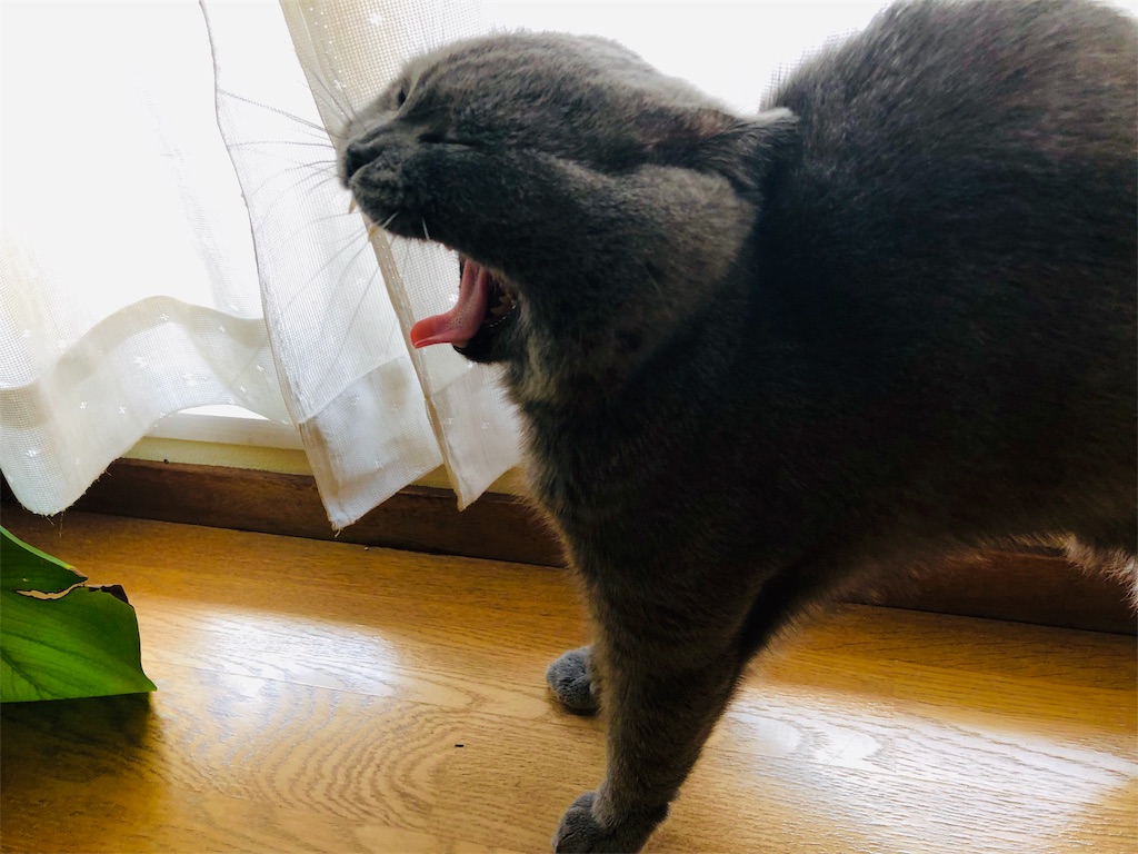 f:id:parrot624:20190604113513j:image