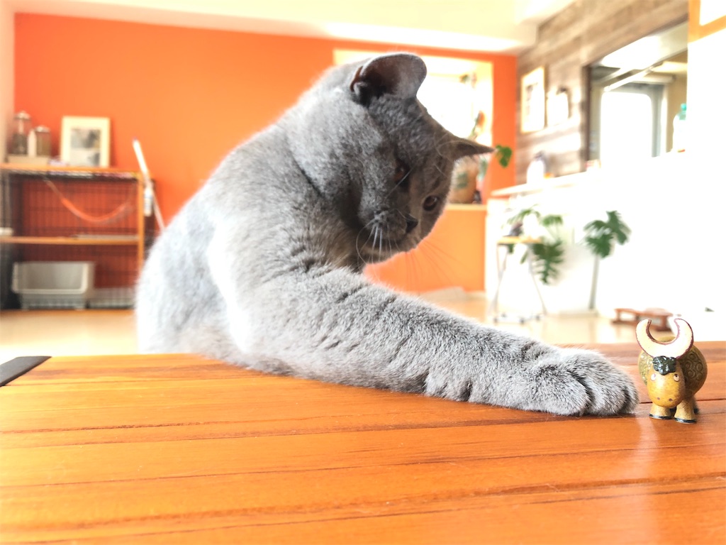 f:id:parrot624:20190606220452j:image
