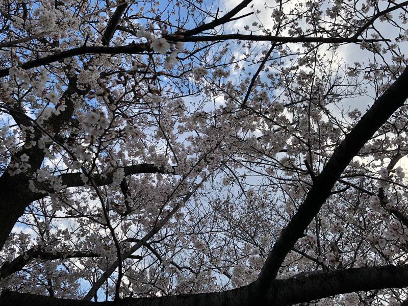 f:id:parrot_studio:20190331201549j:plain f:id:parrot_studio:20190331201549j:plain