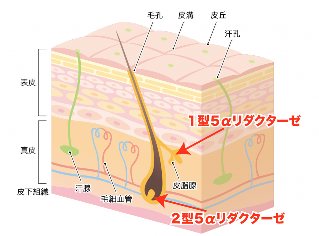f:id:participantlink:20190509222446p:plain f:id:participantlink:20190509222446p:plain
