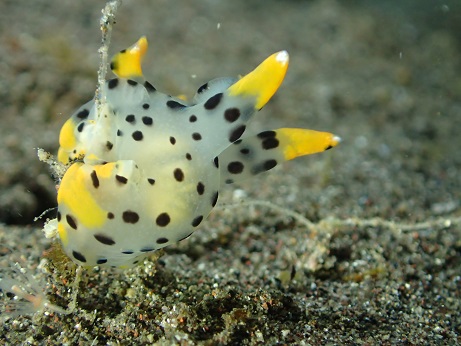 f:id:partner2010:20170121132050j:image