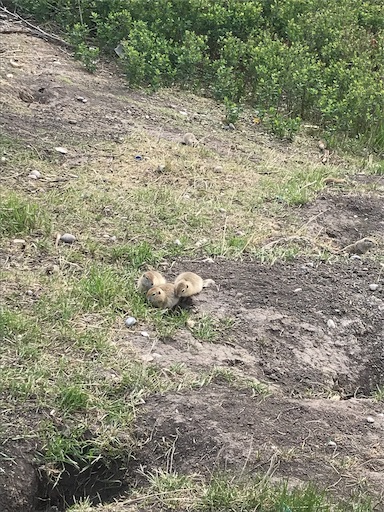 f:id:parugimo:20190527103755j:image