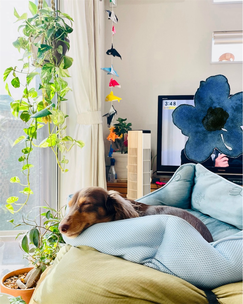 f:id:parunatsuta:20230917110856j:image