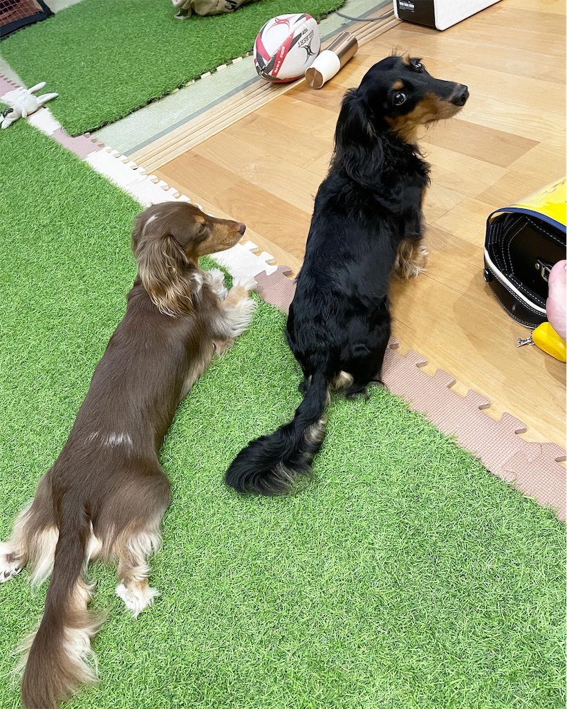 f:id:parunatsuta:20230922090258j:image