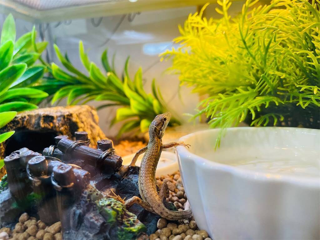 f:id:parunatsuta:20240216113237j:image