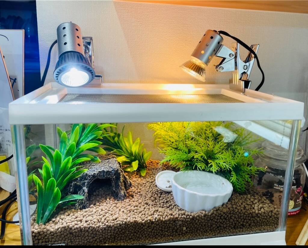 f:id:parunatsuta:20240216115025j:image