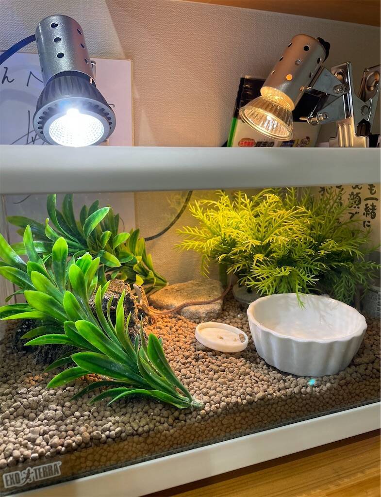 f:id:parunatsuta:20240216115032j:image