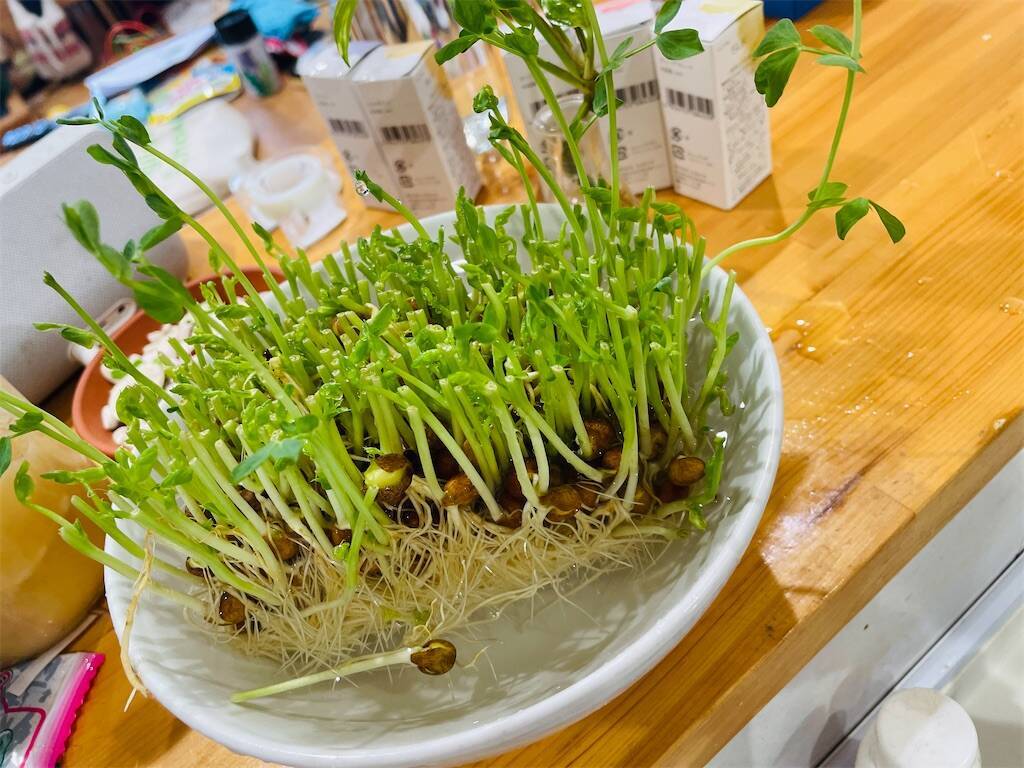 f:id:parunatsuta:20240319010528j:image