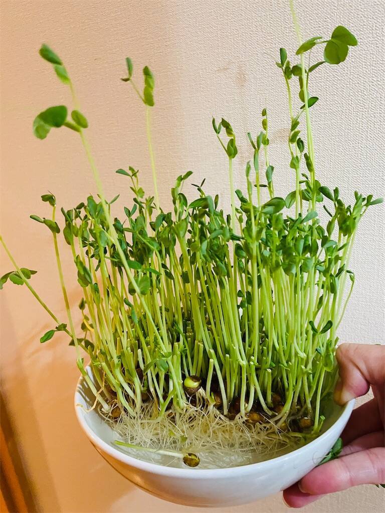 f:id:parunatsuta:20240319010707j:image