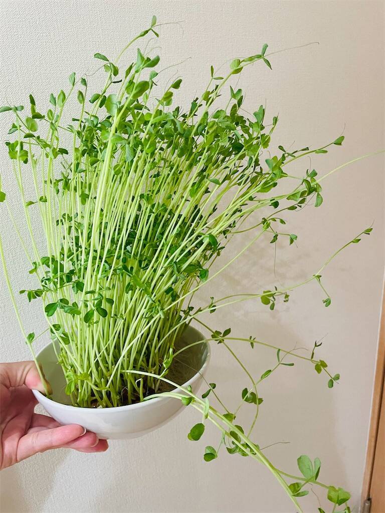 f:id:parunatsuta:20240322231249j:image