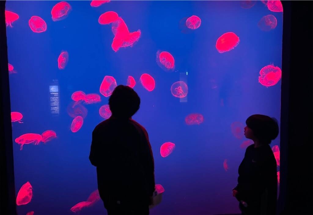 f:id:parunatsuta:20240416133240j:image