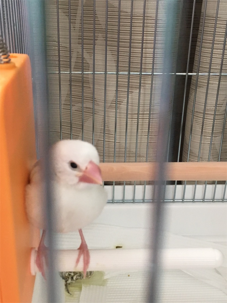 文鳥を飼う際に必要なものはほぼamazonで買える 黒猫雑記帳