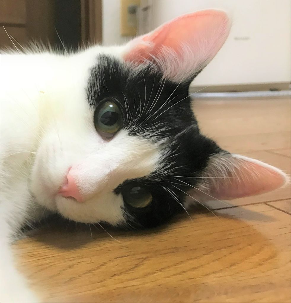 f:id:pasapasadayo:20180717222330j:plain f:id:pasapasadayo:20180717222330j:plain