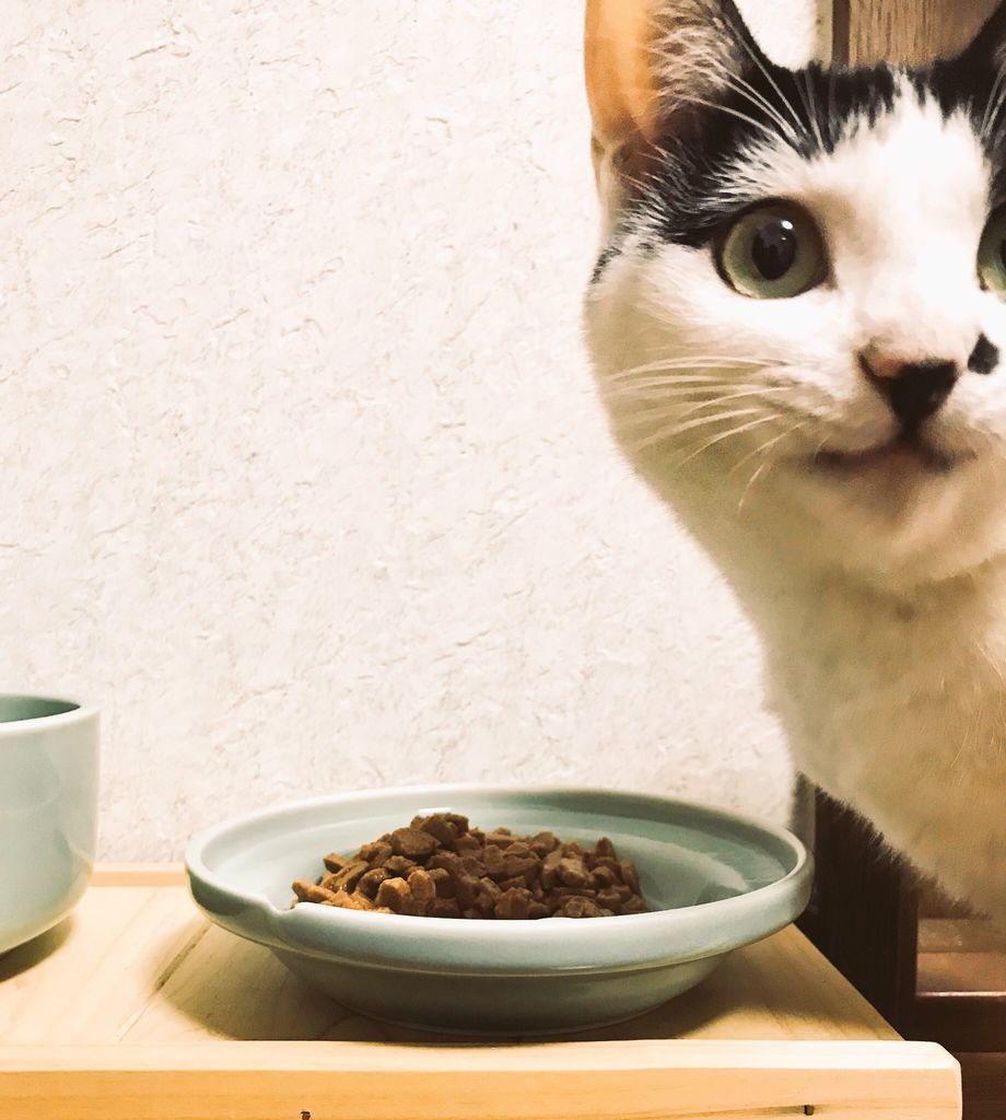 f:id:pasapasadayo:20190226010241j:plain
