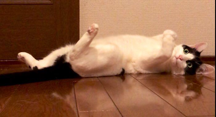 f:id:pasapasadayo:20190521235413j:plain