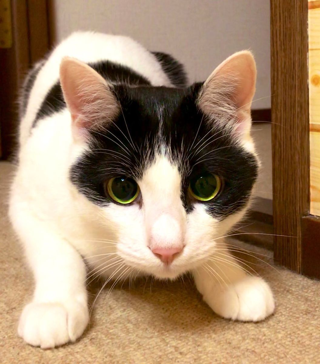 f:id:pasapasadayo:20190617005823j:plain f:id:pasapasadayo:20190617005823j:plain
