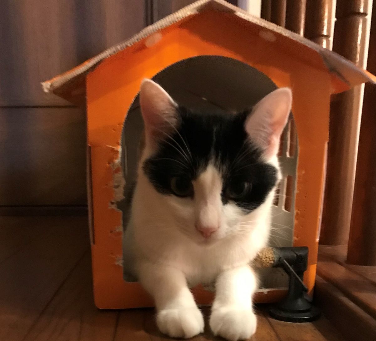 f:id:pasapasadayo:20190725000715j:plain