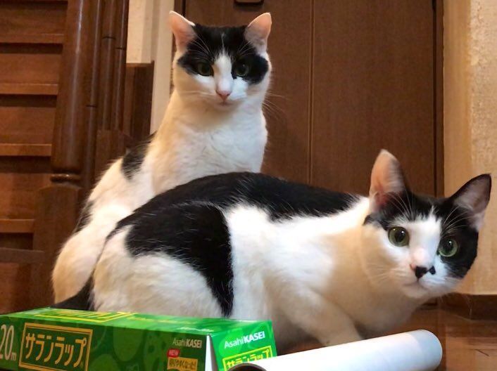f:id:pasapasadayo:20190828002258j:plain f:id:pasapasadayo:20190828002258j:plain