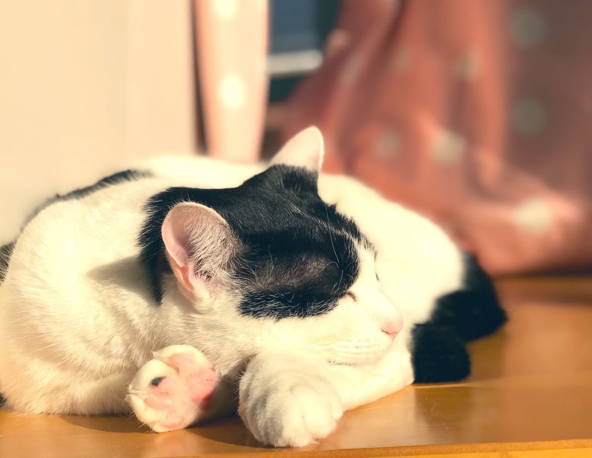 f:id:pasapasadayo:20210329232959j:plain