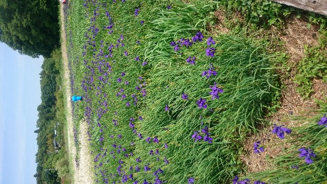 f:id:pasapasatamago:20180506230935j:image