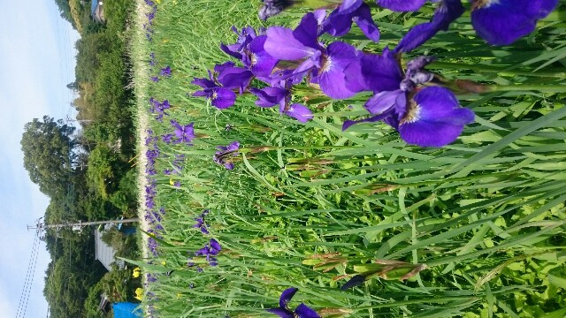 f:id:pasapasatamago:20180506231002j:image