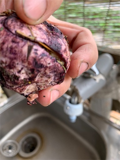 f:id:paseripaseri:20191105225942j:image f:id:paseripaseri:20191105225942j:image