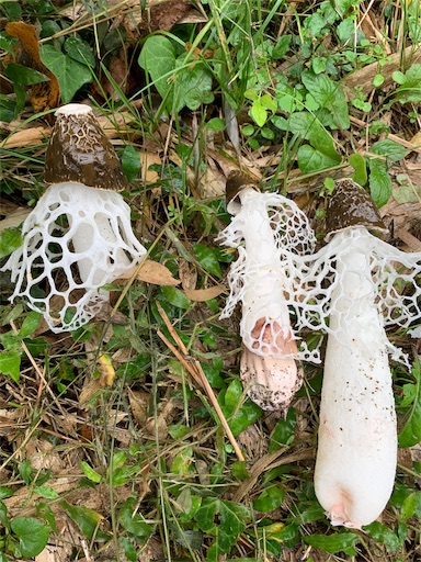 f:id:paseripaseri:20191116195520j:image f:id:paseripaseri:20191116195520j:image