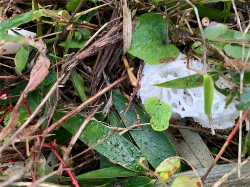 f:id:paseripaseri:20191116200105j:image f:id:paseripaseri:20191116200105j:image