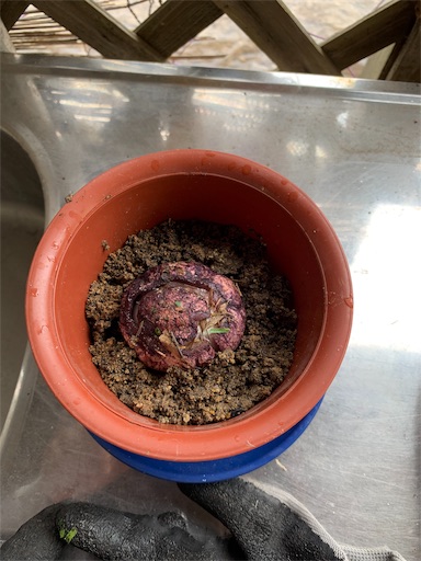 f:id:paseripaseri:20191116214908j:image f:id:paseripaseri:20191116214908j:image