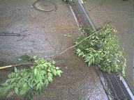 f:id:paseyo:20070909001215j:image:left f:id:paseyo:20070909001215j:image:left