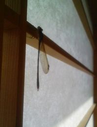 f:id:paseyo:20071126165906j:image:right