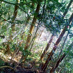 f:id:paseyo:20090216134717j:image