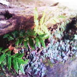 f:id:paseyo:20090216134719j:image