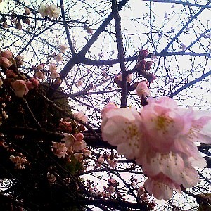 f:id:paseyo:20090216135656j:image