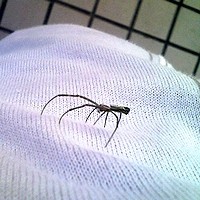 f:id:paseyo:20090802194103j:image