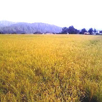 f:id:paseyo:20091012194943j:image f:id:paseyo:20091012194943j:image