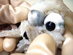 f:id:paseyo:20091207005620j:image