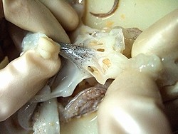 f:id:paseyo:20091207005623j:image
