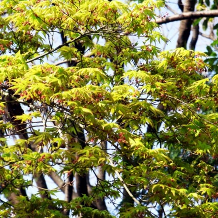 f:id:paseyo:20100403154813j:image