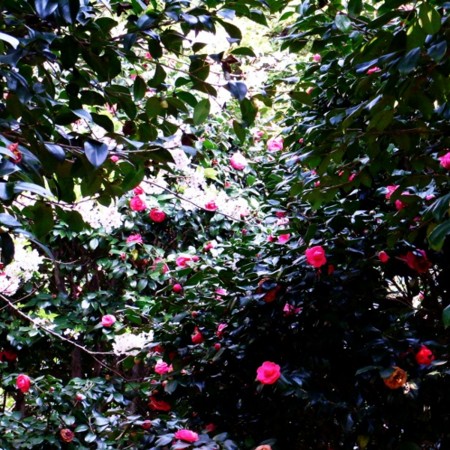 f:id:paseyo:20100403160836j:image