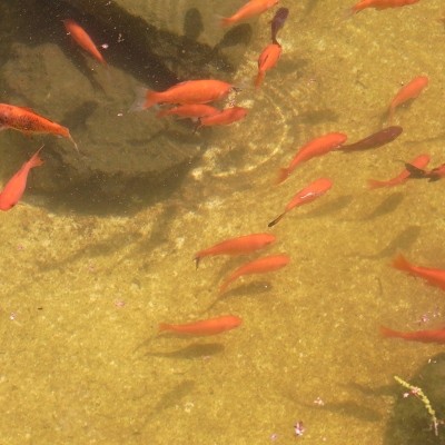f:id:paseyo:20100502105459j:image f:id:paseyo:20100502105459j:image