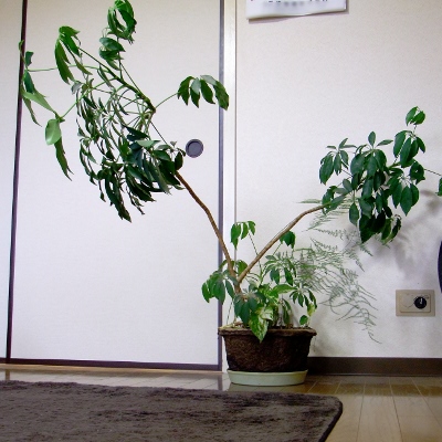 f:id:paseyo:20110522142012j:image