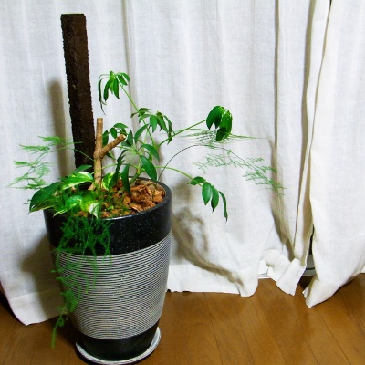 f:id:paseyo:20110522210058j:image