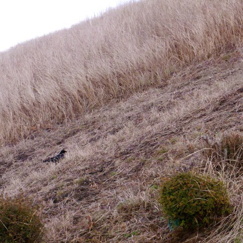 f:id:paseyo:20130105195709j:image