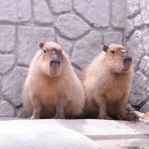 f:id:paseyo:20130430000209j:image