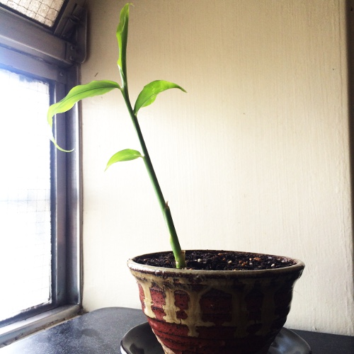 f:id:paseyo:20150823114110j:image f:id:paseyo:20150823114110j:image