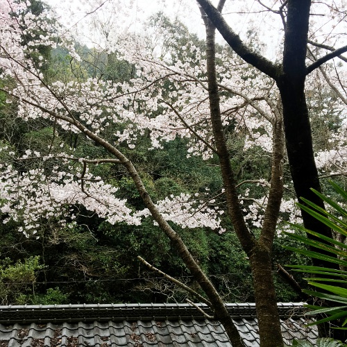 f:id:paseyo:20170413103719j:image