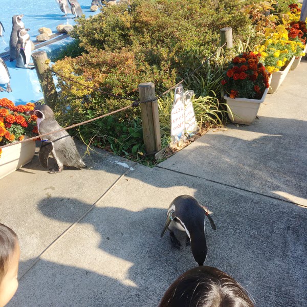 f:id:paseyo:20181227105129j:plain