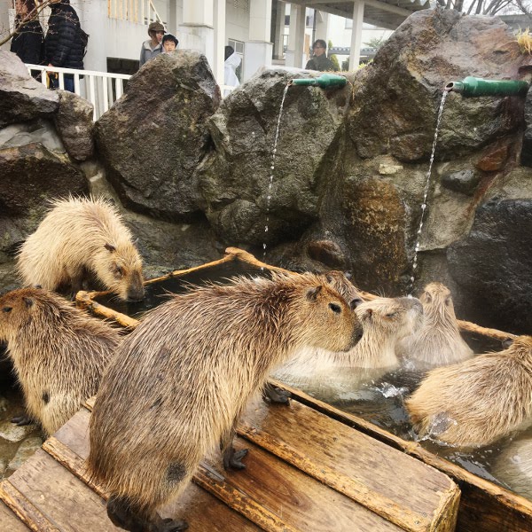 f:id:paseyo:20190507100749j:plain